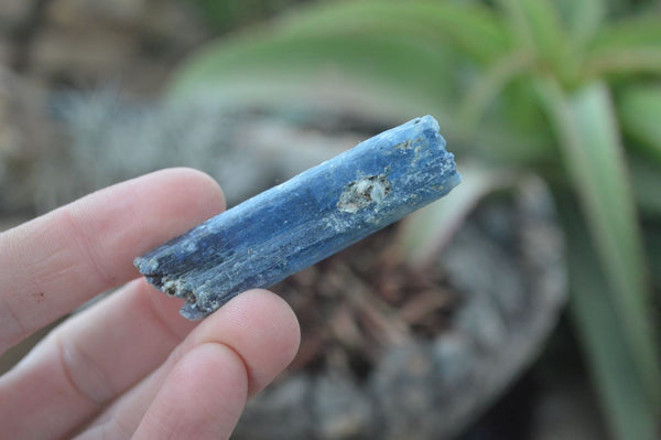 Natural Single Blue Kyanite Crystals  x 1.5 Kg Lot From Karoi, Zimbabwe