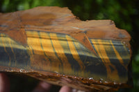 Natural Golden Blue Tigers Eye Specimens  x 2 From Prieska, South Africa - TopRock