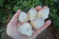 Natural Small Cactus Flower Quartz Specimens  x 24 From Boekenhouthoek, South Africa - Toprock Gemstones and Minerals 