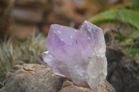 Natural Amethyst Crystal Specimens x 12 From Zambia - TopRock