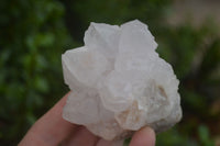 Natural White Cactus Flower Spirit Quartz Specimens  x 6 From Boekenhouthoek, South Africa - Toprock Gemstones and Minerals 