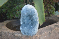 Polished Blue Celestite Standing Free Forms  x 2 From Madagascar - Toprock Gemstones and Minerals 