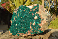 Natural XXXL Exceptional Dioptase Specimen (Second Largest In The World!) x 1 From Tantara, Congo - TopRock