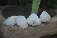 Natural Small Cactus Flower Quartz Specimens  x 24 From Boekenhouthoek, South Africa - Toprock Gemstones and Minerals 