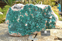 Natural XXXL Exceptional Dioptase Specimen (Second Largest In The World!) x 1 From Tantara, Congo - TopRock