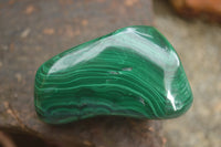 Polished Malachite Free Forms With Stunning Flower & Banding Patterns x 6 From Congo - TopRock