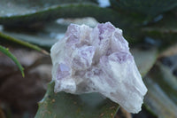 Natural Sugar Amethyst Clusters  x 6 From Solwezi, Zambia - Toprock Gemstones and Minerals 