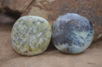 Polished Yellow Dendritic Agate Palm Stones  x 12 From Madagascar - Toprock Gemstones and Minerals 