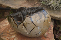 Polished Septerye Sauvage "Dragons Egg" x 1 From Mahajanga, Madagascar - TopRock