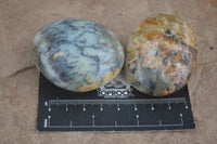 Polished Yellow Dendritic Agate Palm Stones  x 12 From Madagascar - Toprock Gemstones and Minerals 