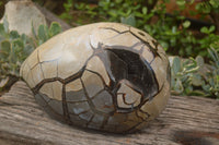 Polished Septerye Sauvage "Dragons Egg" x 1 From Mahajanga, Madagascar - TopRock