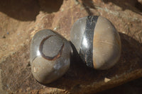 Polished Septaria (Calcite & Aragonite) Free Forms  x 12 From Mahajanga, Madagascar - TopRock