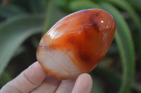 Polished Small Carnelian Agate Standing Free Forms  x 12 From Madagascar