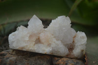 Natural White Cactus Flower Spirit Quartz Specimens  x 6 From Boekenhouthoek, South Africa - Toprock Gemstones and Minerals 