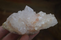 Natural White Cactus Flower Spirit Quartz Specimens  x 6 From Boekenhouthoek, South Africa - Toprock Gemstones and Minerals 