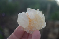 Natural Small Cactus Flower Quartz Specimens  x 24 From Boekenhouthoek, South Africa - Toprock Gemstones and Minerals 