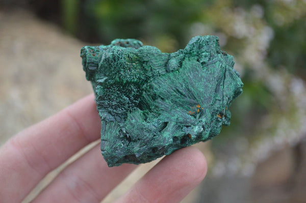 Natural Chatoyant Silky Malachite Specimens  x 12 From Kasompe, Congo