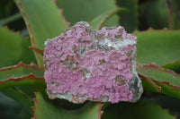 Natural Pink Salrose Cobaltion Dolomite Specimens  x 6 From Kakanda, Congo