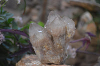 Natural Cascading Smokey Quartz Clusters x 3 From Luena, Congo