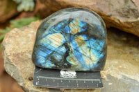 Polished Labradorite Standing Free Forms With Intense Blue & Gold Flash x 3 From Tulear, Madagascar - TopRock