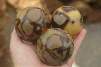 Polished Septarian (Calcite & Aragonite) Spheres  x 5 From Mahajanga, Madagascar - TopRock