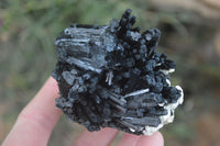 Natural Medium Sized Schorl / Black Tourmaline Specimens x 6 From Erongo, Namibia