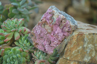 Natural Pink Salrose Cobaltion Dolomite Specimens  x 6 From Kakanda, Congo