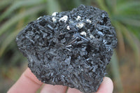 Natural Medium Sized Schorl / Black Tourmaline Specimens x 6 From Erongo, Namibia