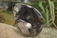 Polished Septerye Sauvage Dragons "Egg" With Metal Stand  x 2 From Madagascar - TopRock