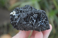 Natural Medium Sized Schorl / Black Tourmaline Specimens x 6 From Erongo, Namibia