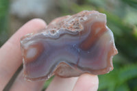 Polished Red River Agate Nodules  x 13 From Sashe River, Zimbabwe - Toprock Gemstones and Minerals 