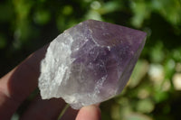 Natural Single Jacaranda Amethyst Crystals x 12 From Zambia