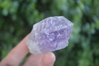 Natural Single Jacaranda Amethyst Crystals  x 12 From Mumbwa, Zambia - Toprock Gemstones and Minerals 