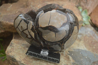 Polished Septerye Sauvage Dragons "Egg" With Metal Stand  x 2 From Madagascar - TopRock