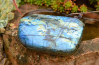 Polished Labradorite Standing Free Forms With Intense Blue & Gold Flash x 3 From Tulear, Madagascar - TopRock