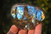 Polished Labradorite Standing Free Forms  x 6 From Tulear, Madagascar