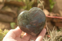 Polished Purple Flash Labradorite Hearts x 6 From Tulear, Madagascar - TopRock