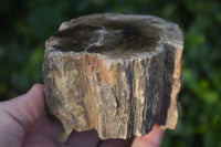 Polished Petrified Wood Branch Pieces  x 3 From Gokwe, Zimbabwe - Toprock Gemstones and Minerals 