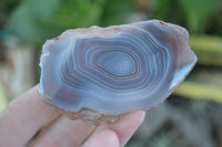 Polished Banded River Agate Nodules  x 6 From Sashe River, Zimbabwe - Toprock Gemstones and Minerals 