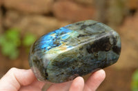 Polished Labradorite Standing Free Forms With Intense Blue & Gold Flash x 3 From Tulear, Madagascar - TopRock