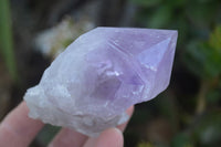 Natural Single Jacaranda Amethyst Crystals  x 12 From Mumbwa, Zambia - Toprock Gemstones and Minerals 