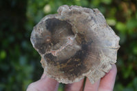 Polished Petrified Wood Branch Pieces  x 3 From Gokwe, Zimbabwe - Toprock Gemstones and Minerals 