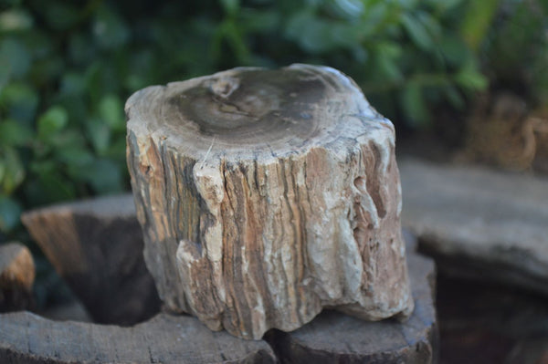 Polished Petrified Wood Branch Pieces  x 3 From Gokwe, Zimbabwe - Toprock Gemstones and Minerals 