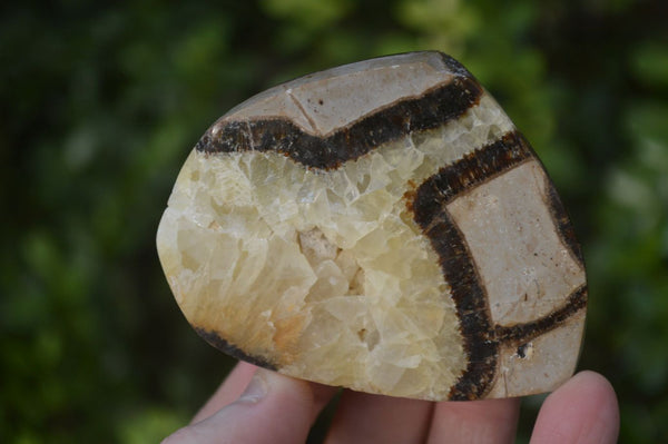 Polished Septaria (Calcite & Aragonite) Slices  x 12 From Madagascar