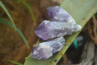 Natural Single Amethyst Crystals  x 35 From Zambia - Toprock Gemstones and Minerals 