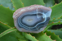 Polished Banded River Agate Nodules  x 6 From Sashe River, Zimbabwe - Toprock Gemstones and Minerals 