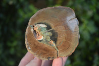 Polished Petrified Wood Branch Pieces  x 3 From Gokwe, Zimbabwe - Toprock Gemstones and Minerals 