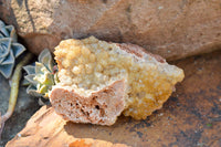 Natural Golden Limonite / Lemonite Quartz Clusters  x 6 From Mwinilunga, Zambia - TopRock