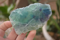 Natural Rough Watermelon Fluorite Cobbed Specimens  x 6 From Namibia