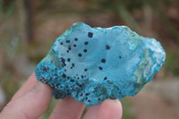 Natural Blue Chrysocolla On Silky Malachite Matrix Specimens  x 6 From Kulukuluku, Congo - Toprock Gemstones and Minerals 